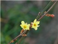 jasmin nudiflorum